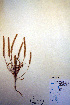  ( - CCDB-18332-G9)  @11 [ ] CreativeCommons - Attribution Non-Commercial Share-Alike (2012) CBG Photography Group Unspecified