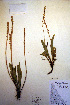  (Plantago eriopoda - CCDB-18332-C9)  @11 [ ] CreativeCommons - Attribution Non-Commercial Share-Alike (2012) CBG Photography Group Unspecified