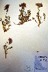  ( - CCDB-18333-A1)  @11 [ ] CreativeCommons - Attribution Non-Commercial Share-Alike (2012) CBG Photography Group Unspecified