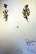  ( - CCDB-18333-H2)  @11 [ ] CreativeCommons - Attribution Non-Commercial Share-Alike (2012) CBG Photography Group Unspecified