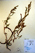  ( - CCDB-18333-H9)  @11 [ ] CreativeCommons - Attribution Non-Commercial Share-Alike (2012) CBG Photography Group Unspecified
