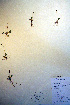  ( - CCDB-18334-F3)  @11 [ ] CreativeCommons - Attribution Non-Commercial Share-Alike (2012) CBG Photography Group Unspecified