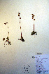  ( - CCDB-18334-F6)  @11 [ ] CreativeCommons - Attribution Non-Commercial Share-Alike (2012) CBG Photography Group Unspecified