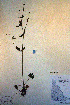  ( - CCDB-18335-F1)  @11 [ ] CreativeCommons - Attribution Non-Commercial Share-Alike (2012) CBG Photography Group Unspecified