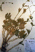  ( - CCDB-18335-G6)  @11 [ ] CreativeCommons - Attribution Non-Commercial Share-Alike (2012) CBG Photography Group Unspecified