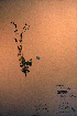  ( - CCDB-18335-H7)  @11 [ ] CreativeCommons - Attribution Non-Commercial Share-Alike (2012) CBG Photography Group Unspecified