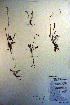  ( - CCDB-18335-G7)  @11 [ ] CreativeCommons - Attribution Non-Commercial Share-Alike (2012) CBG Photography Group Unspecified