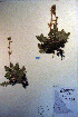  ( - CCDB-18335-E10)  @11 [ ] CreativeCommons - Attribution Non-Commercial Share-Alike (2012) CBG Photography Group Unspecified
