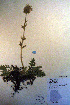  ( - CCDB-18335-D10)  @11 [ ] CreativeCommons - Attribution Non-Commercial Share-Alike (2012) CBG Photography Group Unspecified