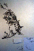  ( - CCDB-18335-B11)  @11 [ ] CreativeCommons - Attribution Non-Commercial Share-Alike (2012) CBG Photography Group Unspecified