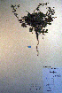  ( - CCDB-18335-A11)  @11 [ ] CreativeCommons - Attribution Non-Commercial Share-Alike (2012) CBG Photography Group Unspecified