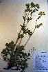  ( - CCDB-18335-B12)  @11 [ ] CreativeCommons - Attribution Non-Commercial Share-Alike (2012) CBG Photography Group Unspecified