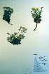  ( - CCDB-18336-G1)  @11 [ ] CreativeCommons - Attribution Non-Commercial Share-Alike (2012) CBG Photography Group Unspecified