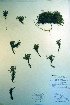  ( - CCDB-18336-A1)  @11 [ ] CreativeCommons - Attribution Non-Commercial Share-Alike (2012) CBG Photography Group Unspecified