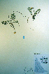  ( - CCDB-18336-H2)  @11 [ ] CreativeCommons - Attribution Non-Commercial Share-Alike (2012) CBG Photography Group Unspecified