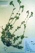  (Potentilla litoralis - CCDB-18336-C3)  @11 [ ] CreativeCommons - Attribution Non-Commercial Share-Alike (2012) CBG Photography Group Unspecified