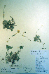  (Potentilla villosula - CCDB-18336-D5)  @11 [ ] CreativeCommons - Attribution Non-Commercial Share-Alike (2012) CBG Photography Group Unspecified