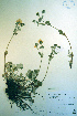  (Potentilla villosa - CCDB-18336-B5)  @11 [ ] CreativeCommons - Attribution Non-Commercial Share-Alike (2012) CBG Photography Group Unspecified