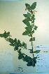 ( - CCDB-18336-C6)  @11 [ ] CreativeCommons - Attribution Non-Commercial Share-Alike (2012) CBG Photography Group Unspecified