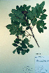  ( - CCDB-18336-C9)  @11 [ ] CreativeCommons - Attribution Non-Commercial Share-Alike (2012) CBG Photography Group Unspecified