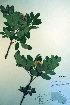  ( - CCDB-18336-B9)  @11 [ ] CreativeCommons - Attribution Non-Commercial Share-Alike (2012) CBG Photography Group Unspecified