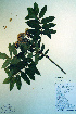  ( - CCDB-18336-A9)  @11 [ ] CreativeCommons - Attribution Non-Commercial Share-Alike (2012) CBG Photography Group Unspecified
