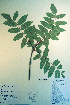 ( - CCDB-18336-H10)  @11 [ ] CreativeCommons - Attribution Non-Commercial Share-Alike (2012) CBG Photography Group Unspecified