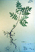 ( - CCDB-18336-G10)  @11 [ ] CreativeCommons - Attribution Non-Commercial Share-Alike (2012) CBG Photography Group Unspecified