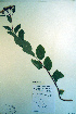  (Spiraea betulifolia - CCDB-18336-E10)  @11 [ ] CreativeCommons - Attribution Non-Commercial Share-Alike (2012) CBG Photography Group Unspecified