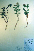  ( - CCDB-18336-D10)  @11 [ ] CreativeCommons - Attribution Non-Commercial Share-Alike (2012) CBG Photography Group Unspecified