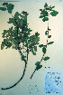  (Spiraea beauverdiana - CCDB-18336-C10)  @11 [ ] CreativeCommons - Attribution Non-Commercial Share-Alike (2012) CBG Photography Group Unspecified