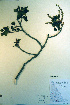  ( - CCDB-18336-E12)  @11 [ ] CreativeCommons - Attribution Non-Commercial Share-Alike (2012) CBG Photography Group Unspecified