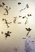  (Salix polaris - CCDB-18341-E1)  @11 [ ] CreativeCommons - Attribution Non-Commercial Share-Alike (2012) CBG Photography Group Unspecified