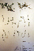  ( - CCDB-18341-B4)  @11 [ ] CreativeCommons - Attribution Non-Commercial Share-Alike (2012) CBG Photography Group Unspecified