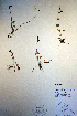  ( - CCDB-18342-D1)  @11 [ ] CreativeCommons - Attribution Non-Commercial Share-Alike (2012) CBG Photography Group Unspecified