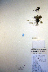  ( - CCDB-18342-D2)  @11 [ ] CreativeCommons - Attribution Non-Commercial Share-Alike (2012) CBG Photography Group Unspecified