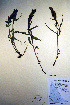  ( - CCDB-18342-D4)  @11 [ ] CreativeCommons - Attribution Non-Commercial Share-Alike (2012) CBG Photography Group Unspecified