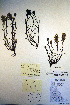  ( - CCDB-18342-B4)  @11 [ ] CreativeCommons - Attribution Non-Commercial Share-Alike (2012) CBG Photography Group Unspecified