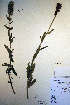  ( - CCDB-18342-H7)  @11 [ ] CreativeCommons - Attribution Non-Commercial Share-Alike (2012) CBG Photography Group Unspecified