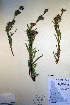  ( - CCDB-18342-B7)  @11 [ ] CreativeCommons - Attribution Non-Commercial Share-Alike (2012) CBG Photography Group Unspecified