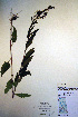  ( - CCDB-18342-H9)  @11 [ ] CreativeCommons - Attribution Non-Commercial Share-Alike (2012) CBG Photography Group Unspecified