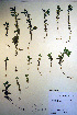  ( - CCDB-18342-C10)  @11 [ ] CreativeCommons - Attribution Non-Commercial Share-Alike (2012) CBG Photography Group Unspecified