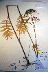  ( - CCDB-18342-G11)  @11 [ ] CreativeCommons - Attribution Non-Commercial Share-Alike (2012) CBG Photography Group Unspecified