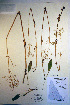  ( - CCDB-18342-F11)  @11 [ ] CreativeCommons - Attribution Non-Commercial Share-Alike (2012) CBG Photography Group Unspecified