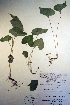  ( - CCDB-18342-D11)  @11 [ ] CreativeCommons - Attribution Non-Commercial Share-Alike (2012) CBG Photography Group Unspecified