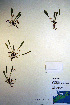  ( - CCDB-18343-D1)  @11 [ ] CreativeCommons - Attribution Non-Commercial Share-Alike (2012) CBG Photography Group Unspecified