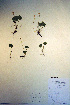  ( - CCDB-18343-G2)  @11 [ ] CreativeCommons - Attribution Non-Commercial Share-Alike (2012) CBG Photography Group Unspecified