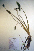  (Sagittaria cuneata - CCDB-18343-H3)  @11 [ ] CreativeCommons - Attribution Non-Commercial Share-Alike (2012) CBG Photography Group Unspecified