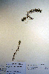  ( - CCDB-18343-B3)  @11 [ ] CreativeCommons - Attribution Non-Commercial Share-Alike (2012) CBG Photography Group Unspecified