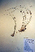  ( - CCDB-18343-F6)  @11 [ ] CreativeCommons - Attribution Non-Commercial Share-Alike (2012) CBG Photography Group Unspecified